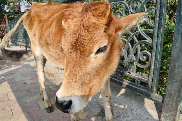 Visage de veau brun mignon animal innocent