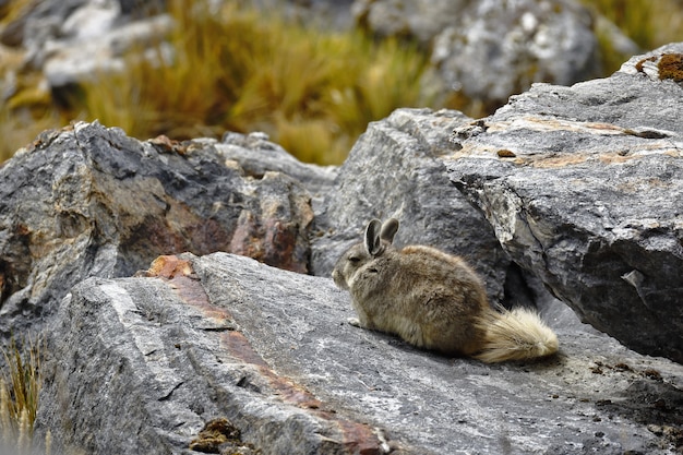 Photo viscacha des montagnes du sud (lagidium peruanum)