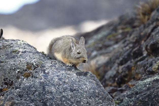 Viscacha des montagnes du sud (Lagidium peruanum)