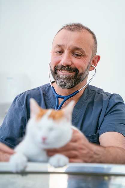 Visite chez le vétérinaire. Chat en bonne santé à la clinique blanche. Soins professionnels pour les animaux domestiques.