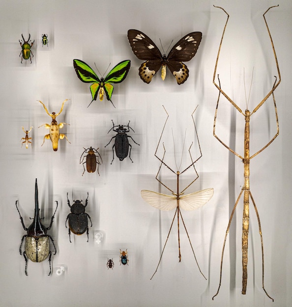 Photo une visite à l'insectarium des montreals