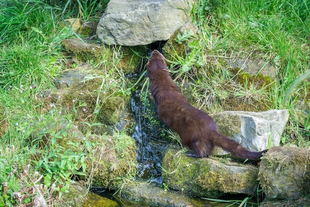 Vison d'Europe (Mustela lutreola) explorant