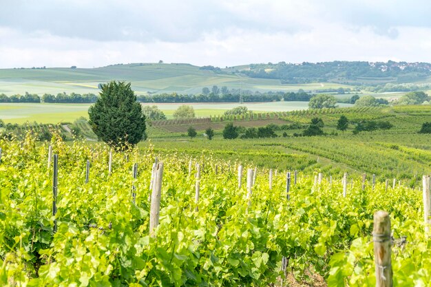 la viticulture autour de Loerzweiler