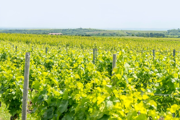 la viticulture autour de Loerzweiler