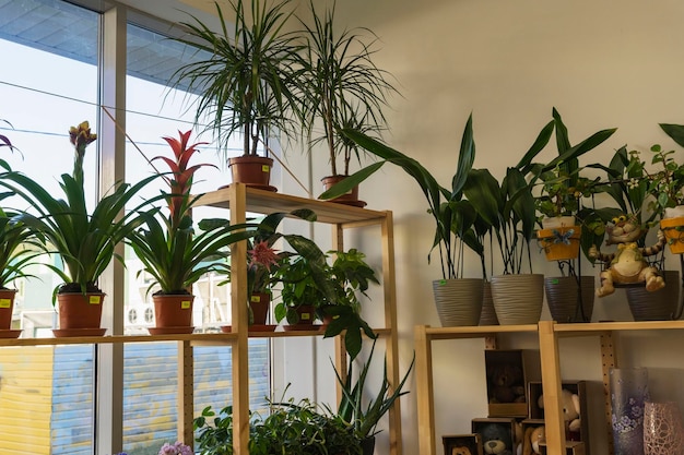 Une vitrine avec des fleurs d'intérieur dans un magasin de fleurs Fleurs d'intérieur en pot Plantes d'intérieur