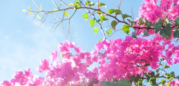 Vivre la vie en fleurs