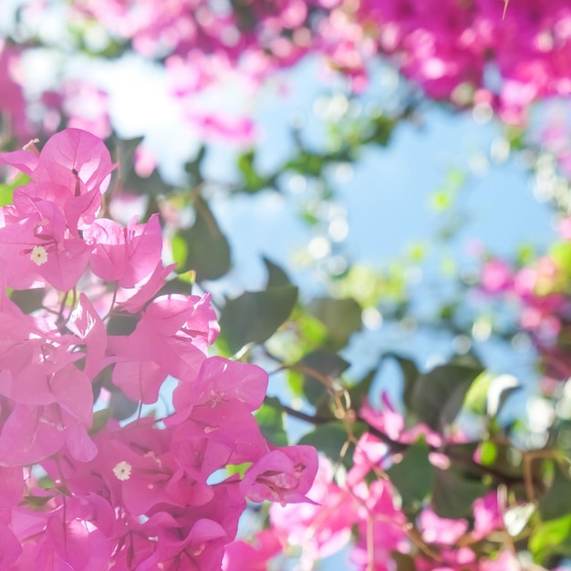 Vivre la vie en fleurs