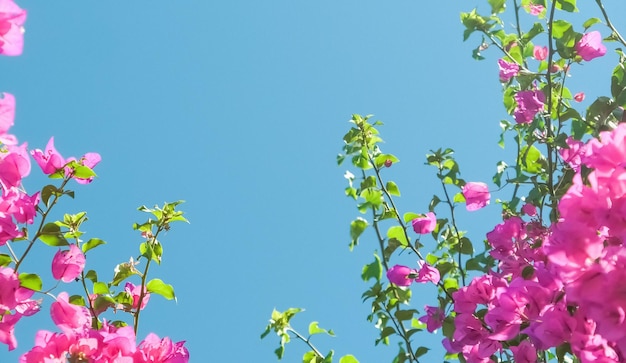 Vivre la vie en fleurs