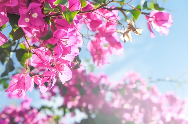 Vivre la vie en fleurs