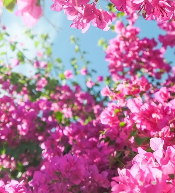 Vivre la vie en fleurs