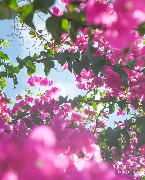 Vivre la vie en fleurs