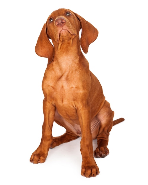 Vizsla chiot en levant