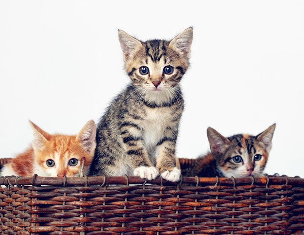 Voici la gentillesse Prise de vue en studio d'un panier rempli d'adorables chatons