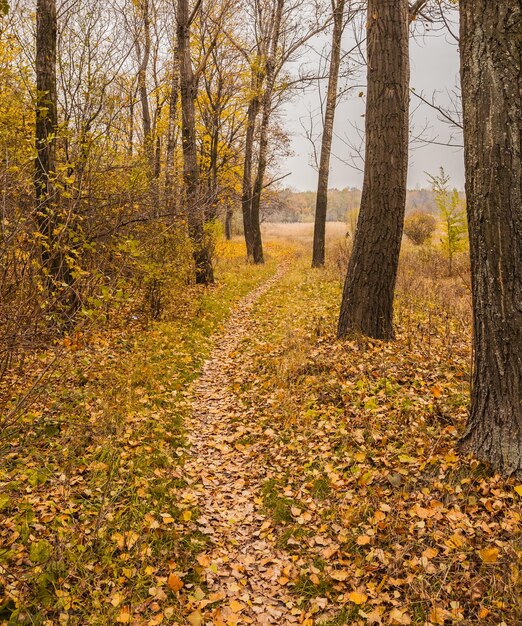 Voie dans la forêt