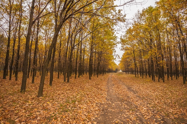 Voie dans la forêt