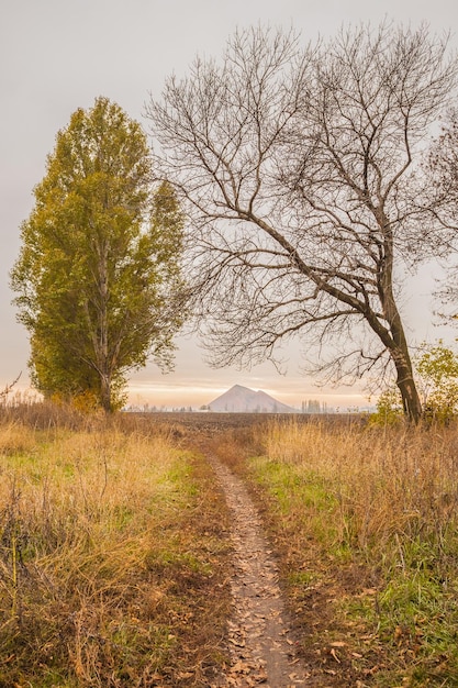 Voie dans la forêt