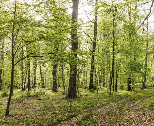 Voie dans la forêt