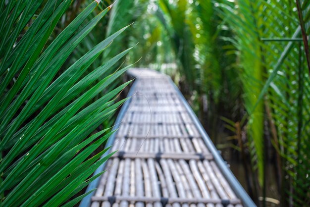 La voie du bambou dans la mangrove