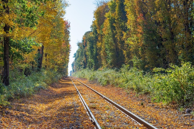La voie ferrée au milieu des arbres en automne