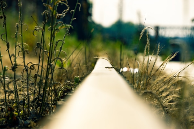 Photo la voie ferrée est envahie par l'herbe. chemin de fer