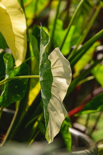 La voie lactée de Colocasia ou la voie lactée de Colocasis esculenta est une plante d'araceae