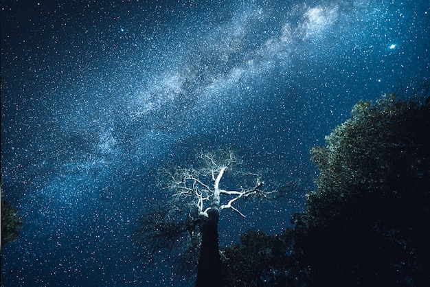 Voie lactée et étoiles de la nuit dans les champs Ton d'ambiance