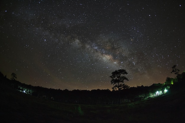 Voie lactée et silhouette d'arbre à Phu Hin Rong Kla National ParkPhitsanulok Thaïlande