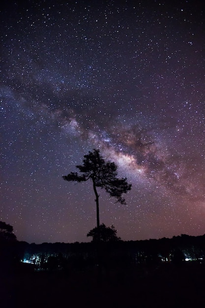 Voie lactée et silhouette d'arbre