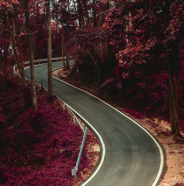 Voie en S dans la couleur surréaliste de la forêt