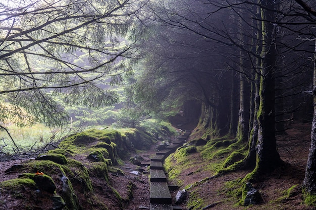 Photo voie sombre avec des arbres sans feuilles et du brouillard à la manière de wicklow.