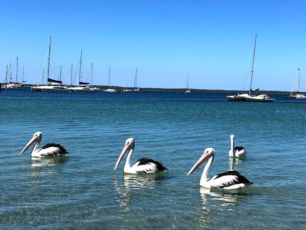 Des voiliers en mer contre un ciel clair