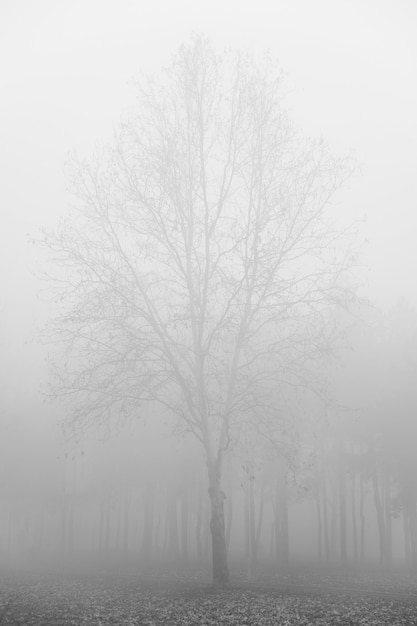 Voir à l'arbre dans la journée d'hiver brumeuse