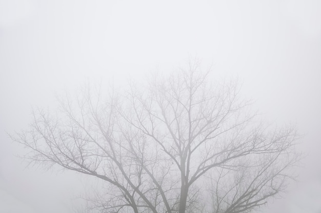 Voir les arbres dans la journée d'hiver brumeuse