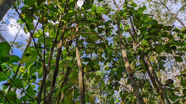 Voir des arbres de teck sur un fond de ciel bleu