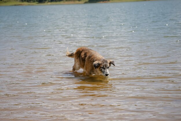 Voir le barrage avec le pêcheur avec beaucoup de soleil d'été brésilien tropical et la natation de chien