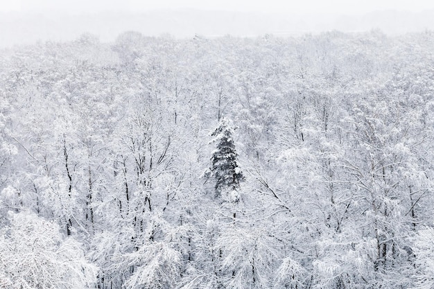 Voir ci-dessus des arbres couverts de neige dans les bois