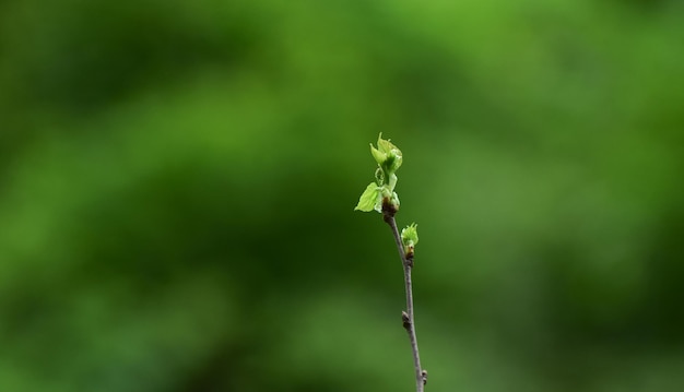 voir le papier peintnature