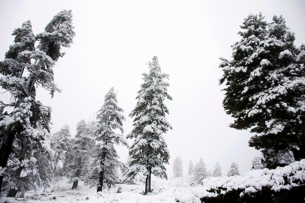 Voir le paysage de neige recouvert de neige sur le pin au sommet de la montagne dans le parc naturel de Kaunergrat près de la vallée de Kaunertal de la montagne alpine et des alpes au Tyrol Autriche