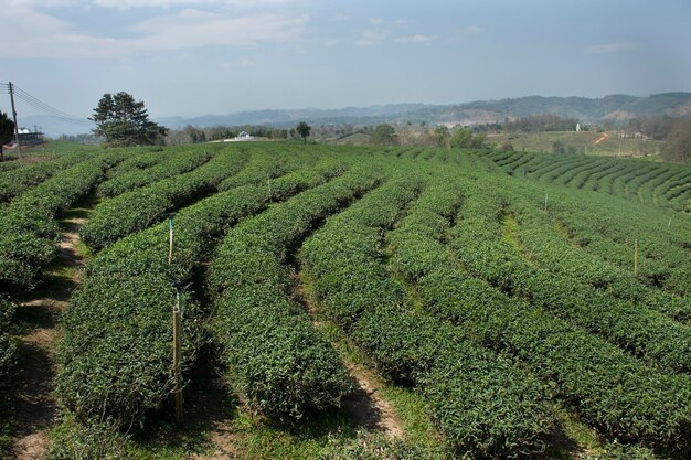 Voir le paysage de la zone de plantations de thé Choui Fong de plus de 1000 rais dans la haute montagne Doi Mae Salong à Maechan de Chiang Rai Thaïlande pour les thaïlandais et les voyageurs étrangers visiter les voyages et faire du shopping