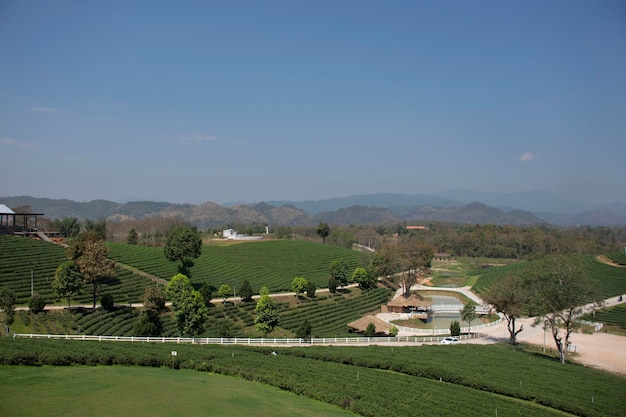 Voir le paysage de la zone de plantations de thé Choui Fong de plus de 1000 rais dans la haute montagne Doi Mae Salong à Maechan de Chiang Rai Thaïlande pour les thaïlandais et les voyageurs étrangers visiter les voyages et faire du shopping