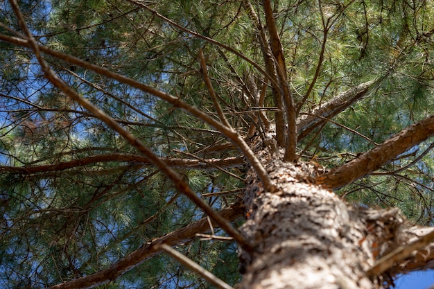 Voir sous les pins fière allure.