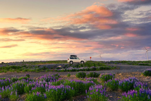 Voiture 4x4 garée dans une fleur de lupin qui fleurit sur les hautes terres en été en Islande