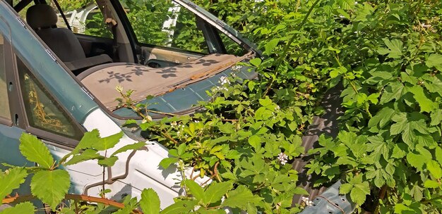 Une voiture abandonnée et cassée y fait pousser des plantes sauvages