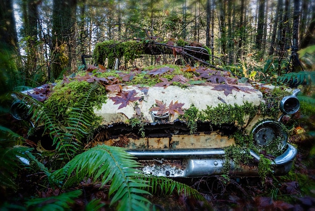 Photo une voiture abandonnée dans la forêt.