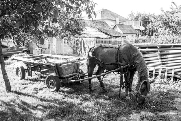 Photo voiture à cheval sur le champ