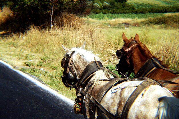 Photo voiture à cheval sur le champ