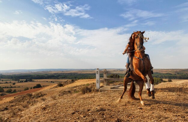 Photo voiture à cheval sur le champ