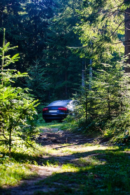 Voiture garée dans la forêt