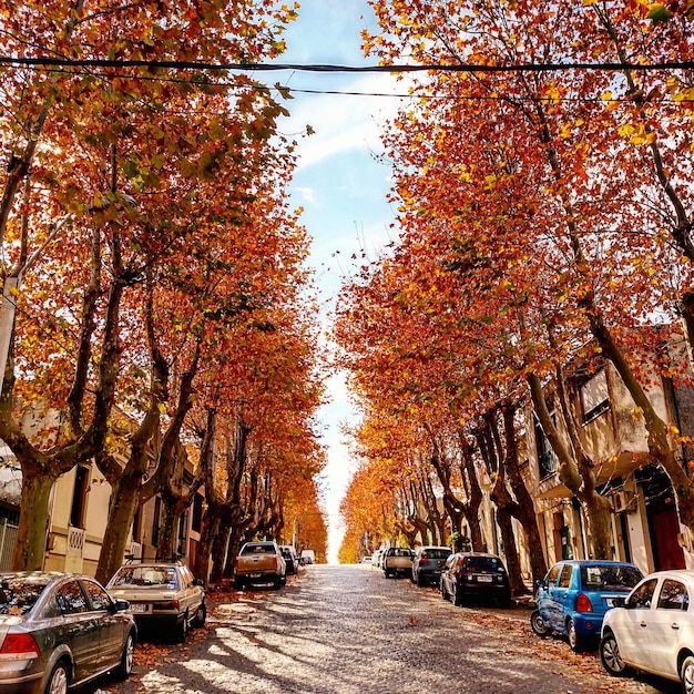 Photo des voitures au milieu des arbres contre le ciel en automne