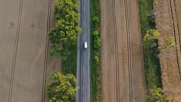 Voitures conduisant sur une route avec des arbres entre de grands champs de blé mûri jaune en été